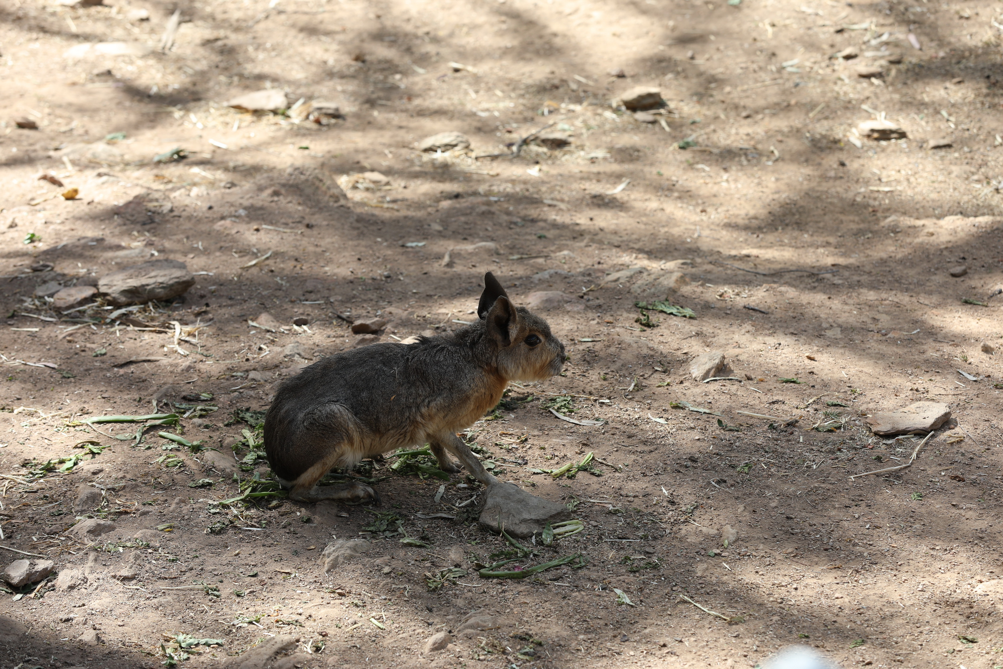 2019 11 22 16 25 00 Canon EOS 5D Mark IV 0027